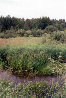 #1: The confluence is across the wetlands to the north.