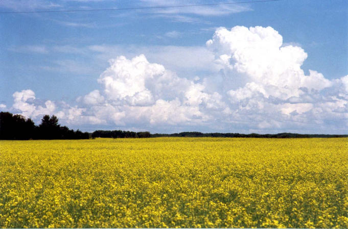 A canola field at 51 degrees 56.7 minutes north and 103 degrees 7.0 minutes west