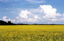 #5: A canola field at 51 degrees 56.7 minutes north and 103 degrees 7.0 minutes west