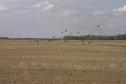 #10: Great Blue Herons take flight from a stubble field. One of many flocks of migrating birds we saw.