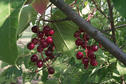 #5: Wild chokecherries.  These are often used to make jelly or wine.