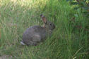 #7: This rabbit seemed quite tame.