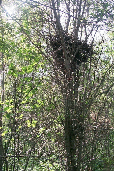 This tree and nest marked the confluence point.