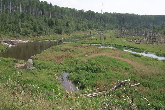 A north woods stream and wet meadow area.