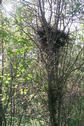 #3: This tree and nest marked the confluence point.
