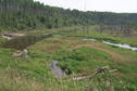 #9: A north woods stream and wet meadow area.