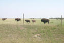 #8: Bison seen along the way.