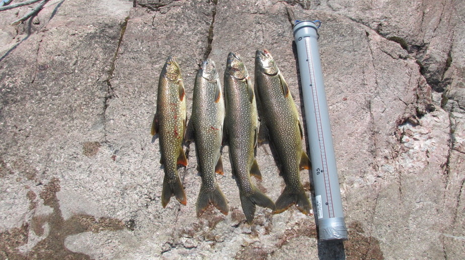 4 Lake trouts in about 15 minutes