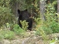 #10: After the Bear Contact