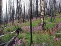 #9: Forest fire area