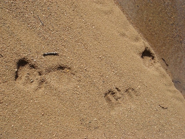 Bear tracks on the Lakes shore / Bärspuren am Seeufer