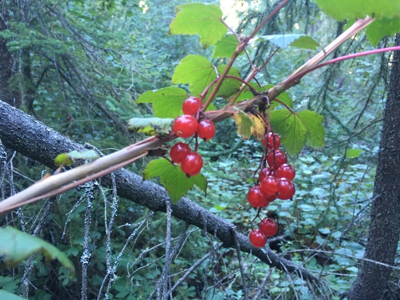 Wild red currants 150 m from the Confluence