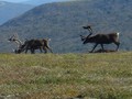 #9: Caribou herd on the way / Rentierherde auf der Hochebene
