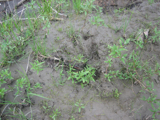 #1: Grizzly Bear Footprints in Mud