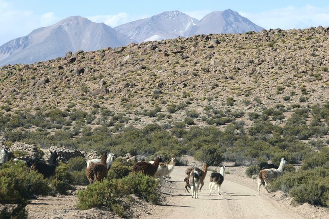 Llamas, about 15 km from the confluence