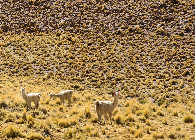 #7: Llamas looking on