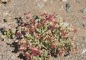 #7: Flower growing in the driest place in the world