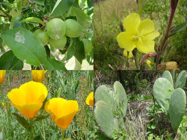Flora at the confluence: (clockwise from top left) apples, yellow flower (variety unknown), prickly pear cactus (called "tuna" locally), and Californian poppies (Eschscholzia californica)