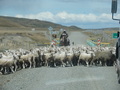 #10: Flock of Sheep Crossing the Road