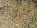 #7: Ground Cover with Sheep Droppings