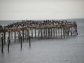 #10: Cormorants at the Pier Head in Punta Arenas