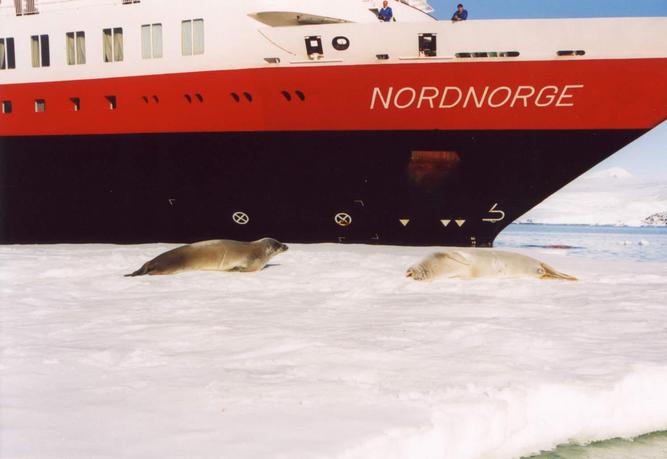 Coming from the Antarctica: Crabeater Seals and Ship