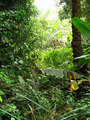 #8: At the bottom of the valley, a bit of rain forest