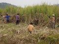 #5: Peasants harvesting sugar cane, within a few dozen metres of the confluence