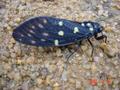 #6: Very noisy insect