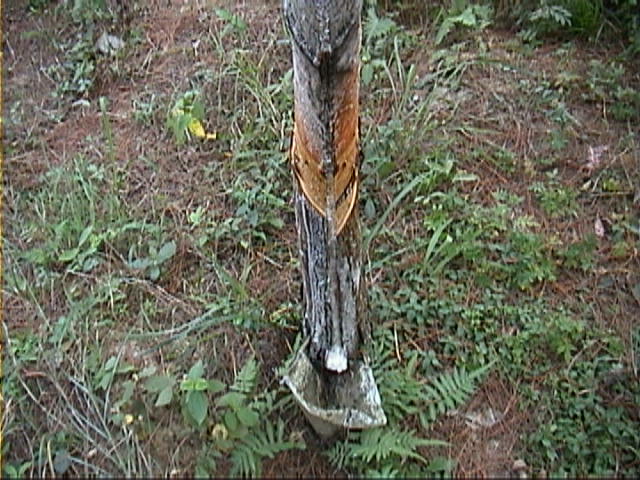 Tree Sap being collected