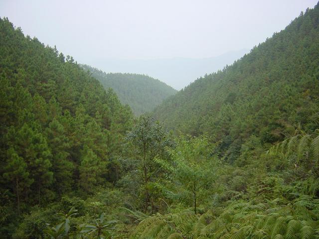 Deep within the forest, surrounded by mountains, looking back towards the east