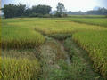 #4: More Rice Looking South