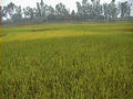#6: More Rice Looking West