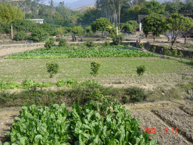 The village vegetable patch