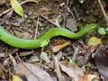 #8: Metre-long bright green snake, non-venomous