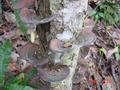 #9: A nearby tree with Mu'er fungi