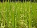 #3: Mature rice plants, almost ready for harvesting