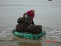 #6: Large rectangular slabs of styrofoam are used to ferry bag loads of oysters from boat to shore.