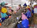 #9: Many local women, both young and old, busy extricating the flesh from the shells.