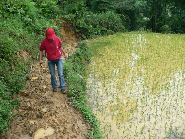 Ah Feng making her way up the extremely muddy path past a rice paddy.
