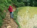 #4: Ah Feng making her way up the extremely muddy path past a rice paddy.