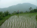 #10: Ah Feng on the edge of a recently planted rice paddy 50 metres above the confluence.