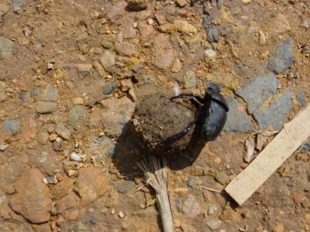 Dung beetle, busy doing what dung beetles do