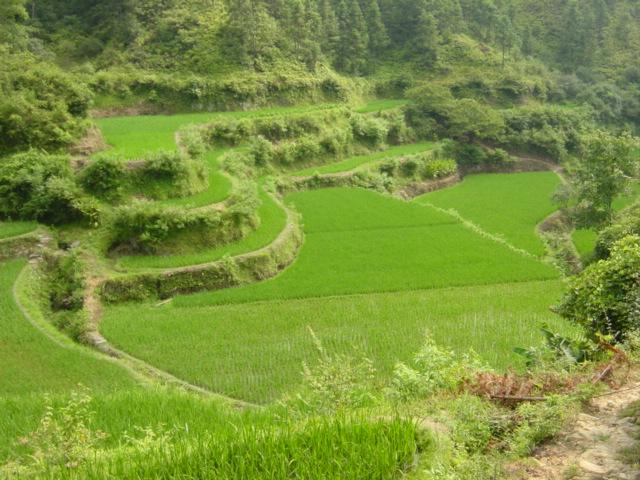 Terraced rice paddies