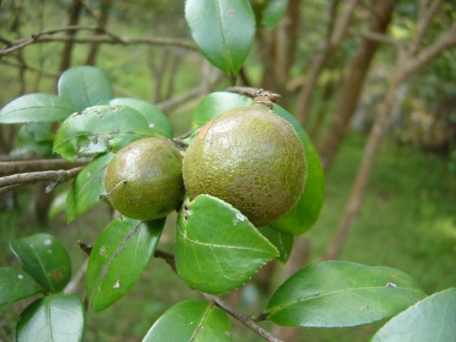 Close-up of tea tree