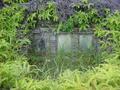 #8: Old grave near confluence, overgrown with ferns