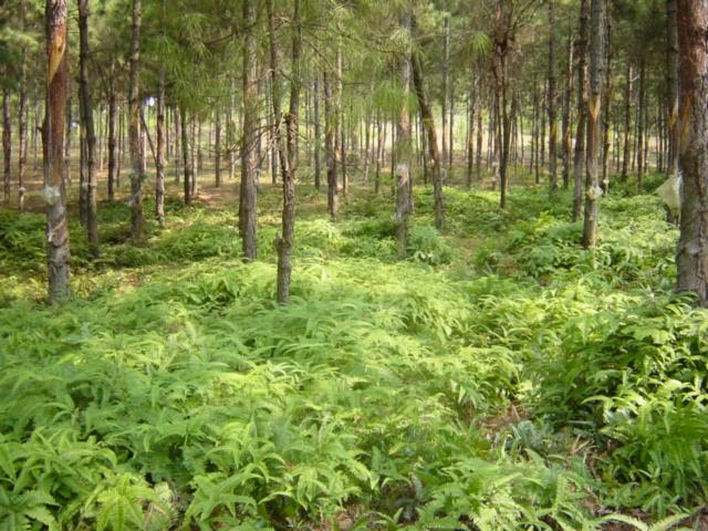 Pine plantation, with ferns lining forest floor