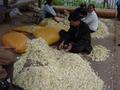 #2: Sorting and bagging chips of dried bamboo shoots in Niankeng Village