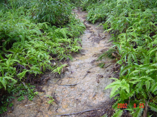 Narrow muddy path heading uphill directly towards confluence.