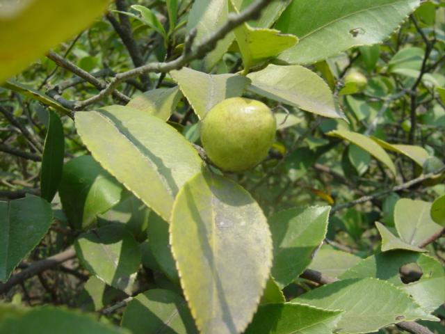 Fruit of tea tree